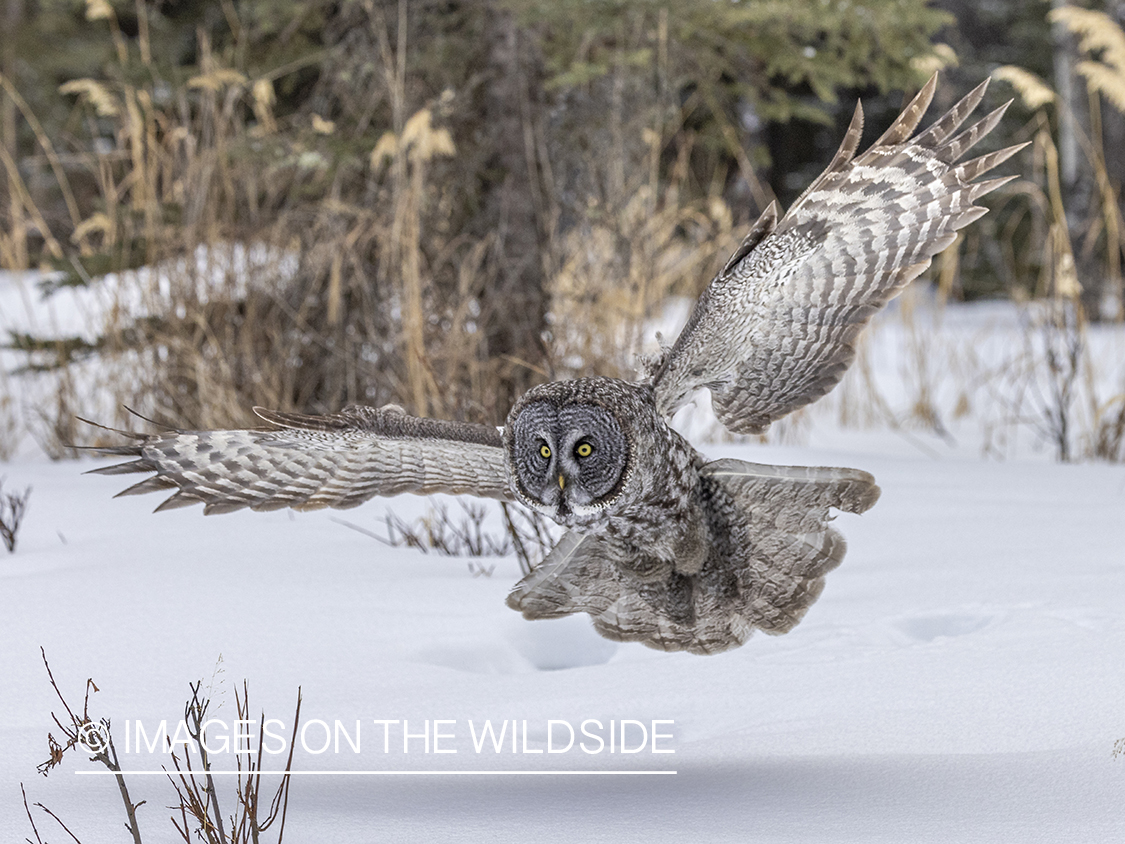 Great Grey Owl in habitat.