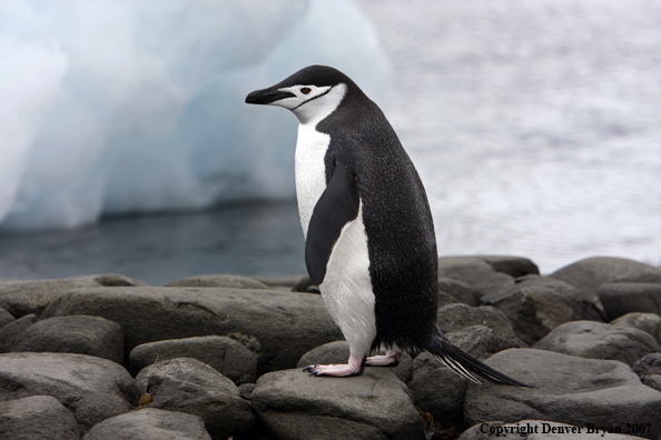 Chinstrap penguin in habitat