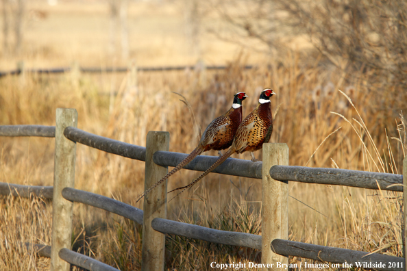 Rooster pheasants on fence. 