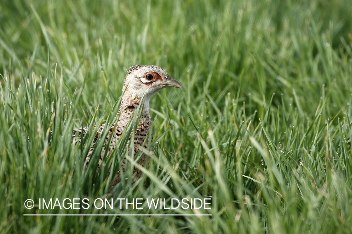 Ring-necked pheasant hen in grass.