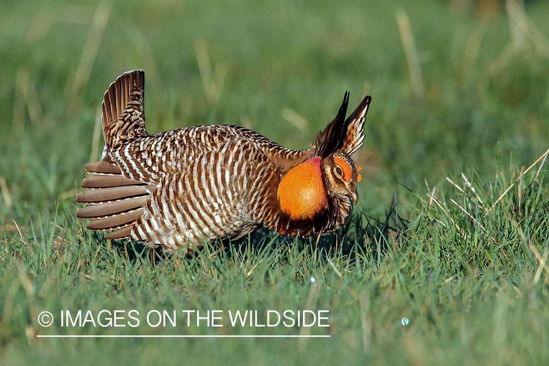 Prairie Chicken in habitat.