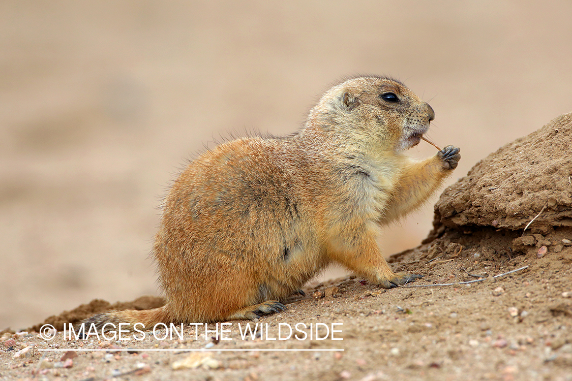 Prairie dog in habitat.