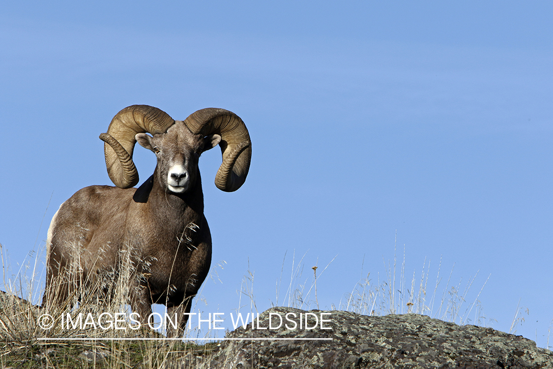 Rocky Mountain bighorn sheep in field.