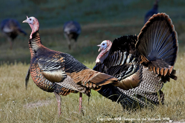 Wild tom turkeys.