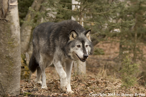 Gray wolf (black phase) in habitat.