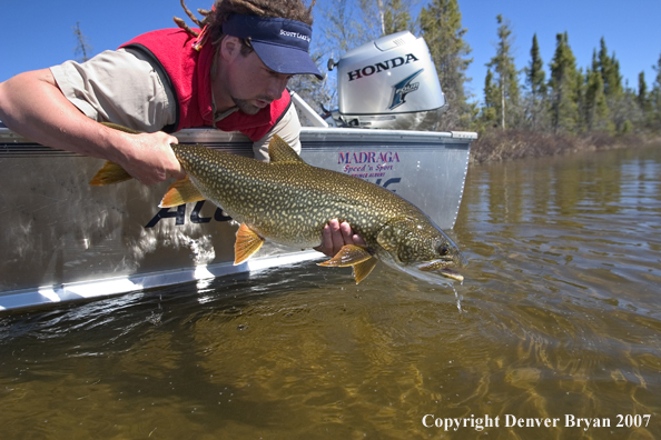 Fisherman releasing lake trout (MR)