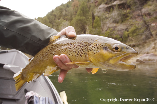 Brown trout being released by fisherman.