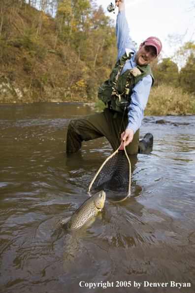 Flyfisherman netting nice brown trout on creek.