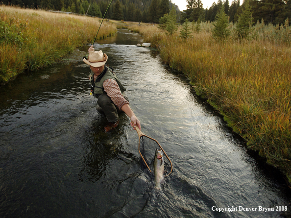 Flyfisherman Landing Rainbow Trout