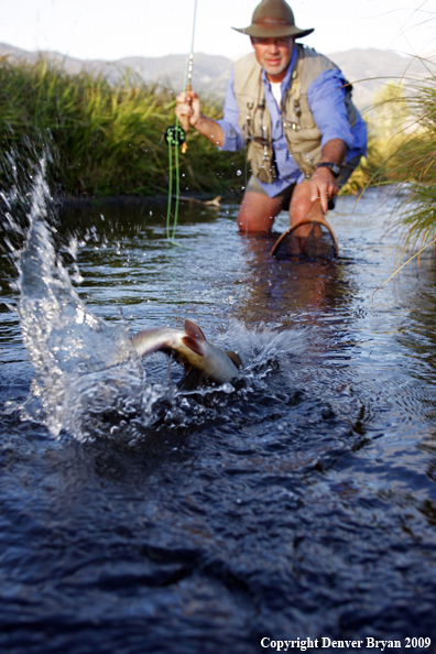 Flyfisherman landing rainbow trout