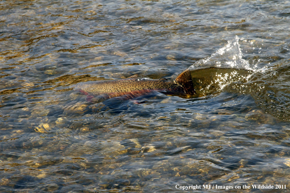 Rainbow trout in habitat.