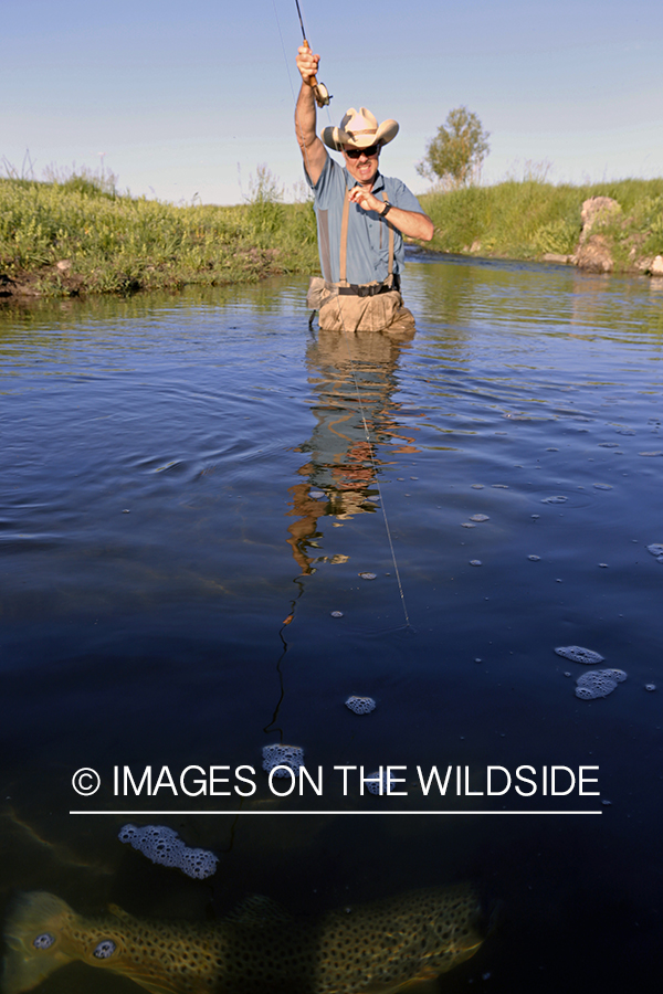 Flyfisherman fighting with brown trout. 