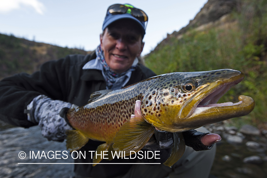 Woman flyfisher releasing brown trout.