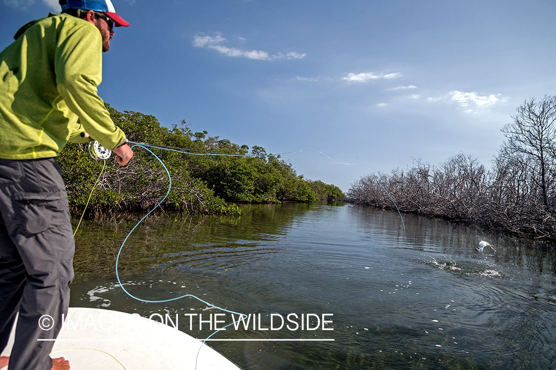 Flyfisherman fighting with jumping tarpon.