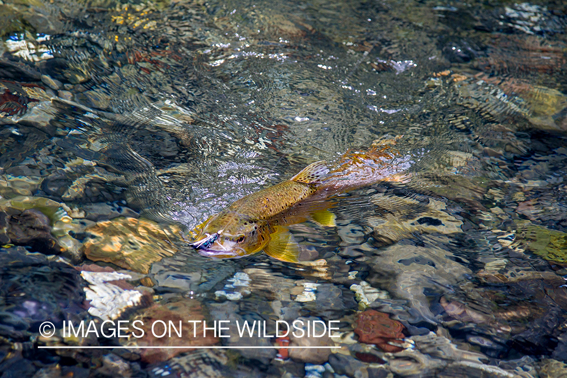 Brown trout.