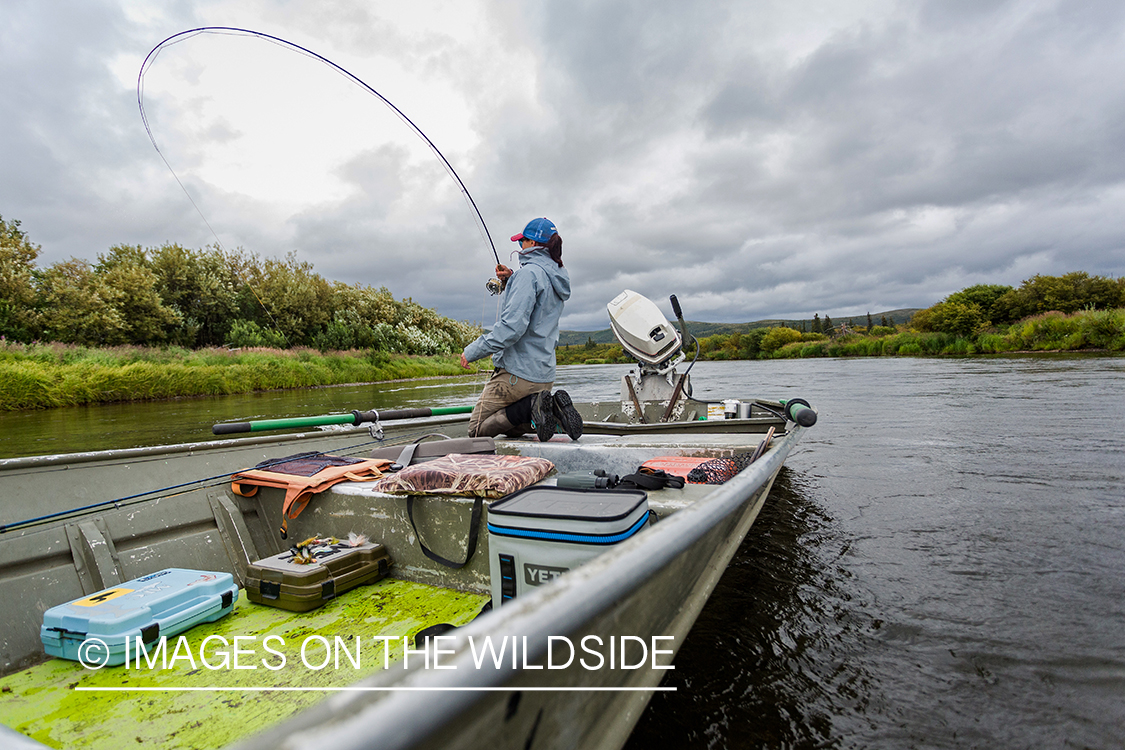 Flyfisher Camille Egdorf fighting fish on Nushagak river, Alaska.