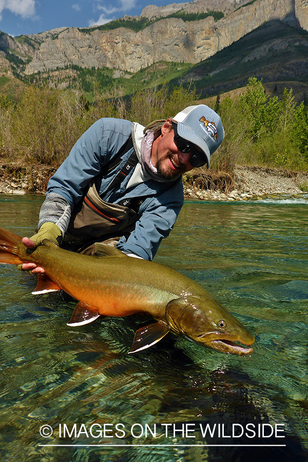 Flyfisherman releasing bull trout.