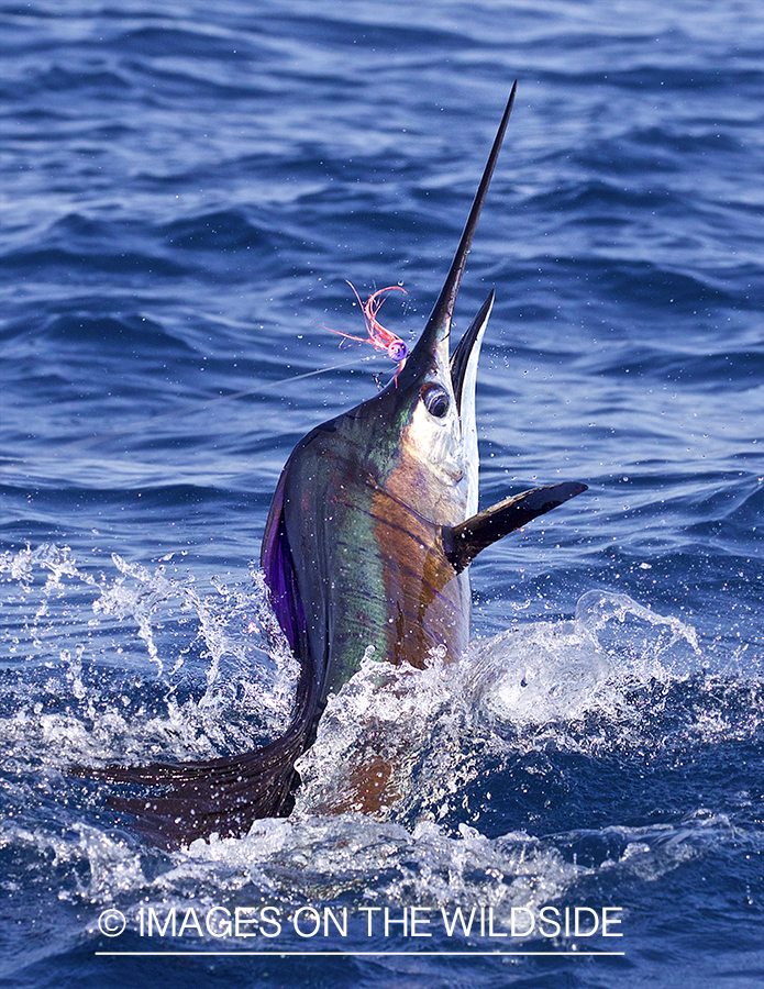 Sailfish jumping out of water.