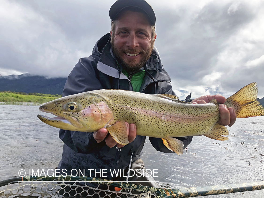 Flyfisherman releasing rainbow trout.