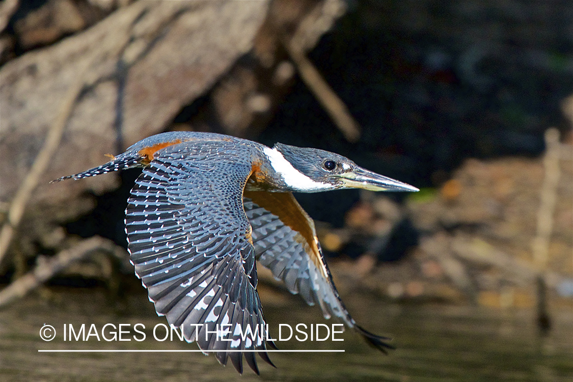 Kingfisher in Amazon jungle in Venezuela.