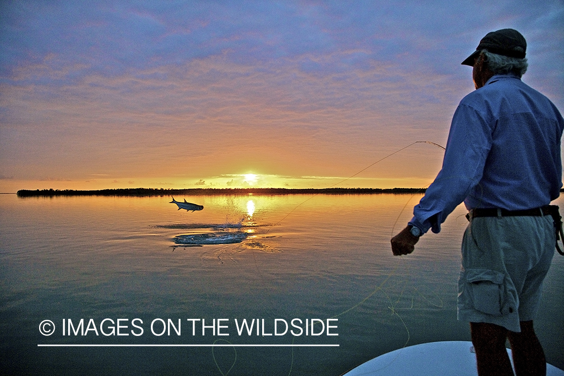 Saltwater flyfisherman fighting a jumping tarpon.