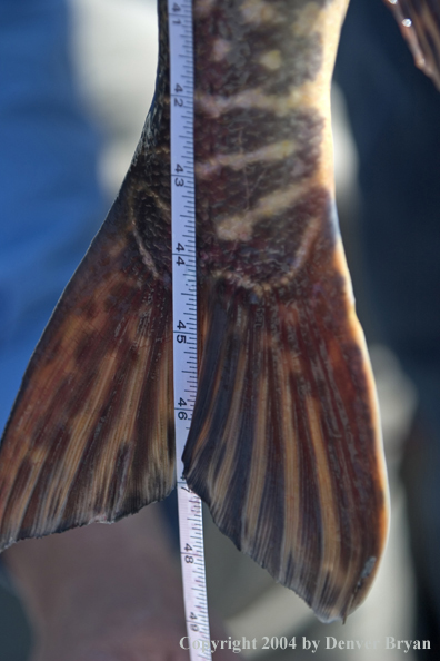 Close-up of pike tail with measuring tape.