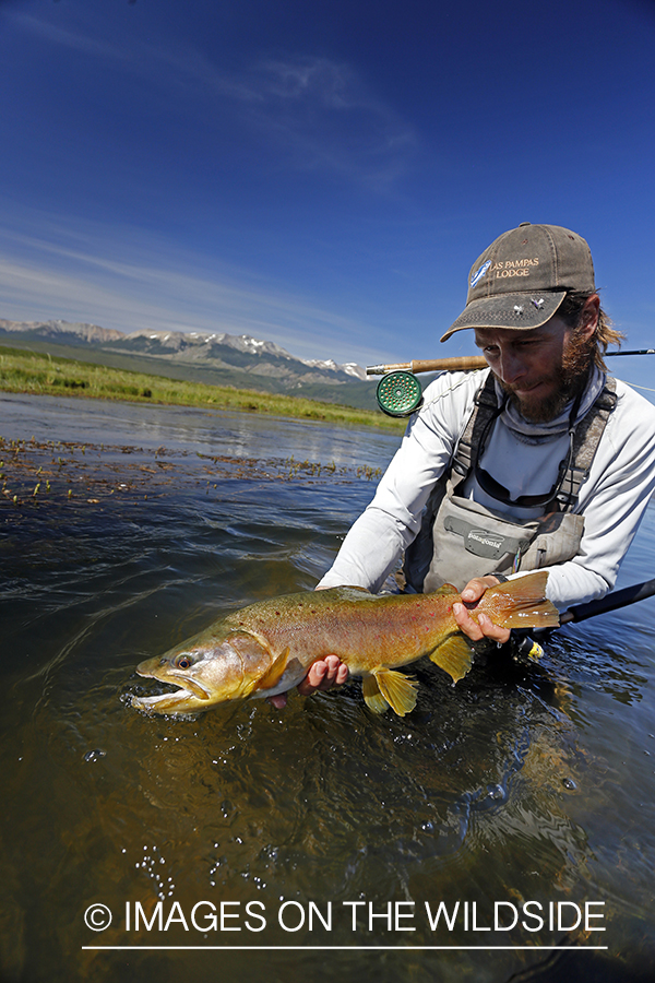 Flyfisherman releasing brown trout.