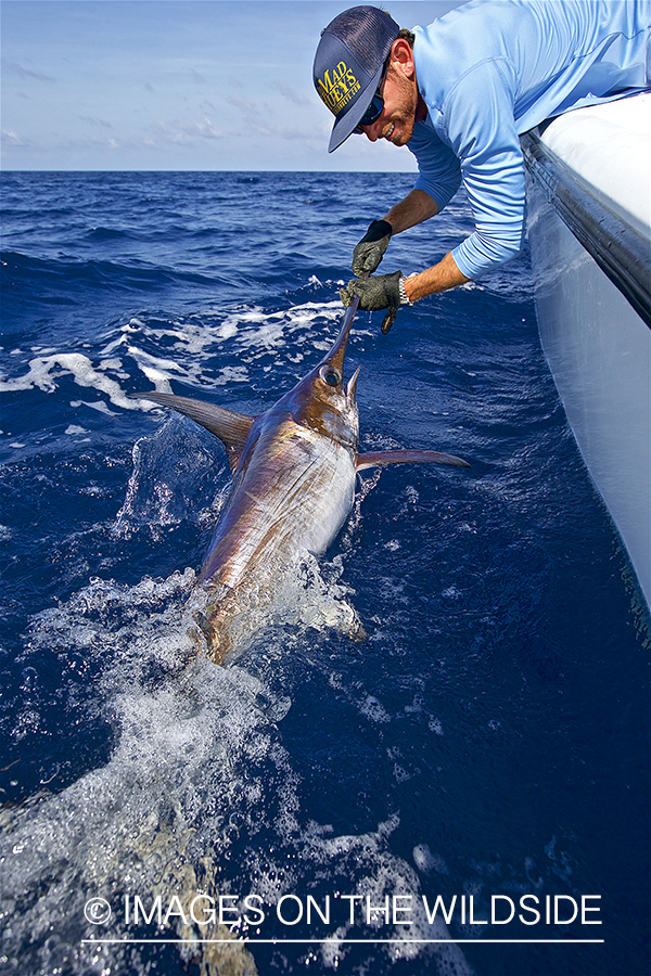 Fisherman landing swordfish.