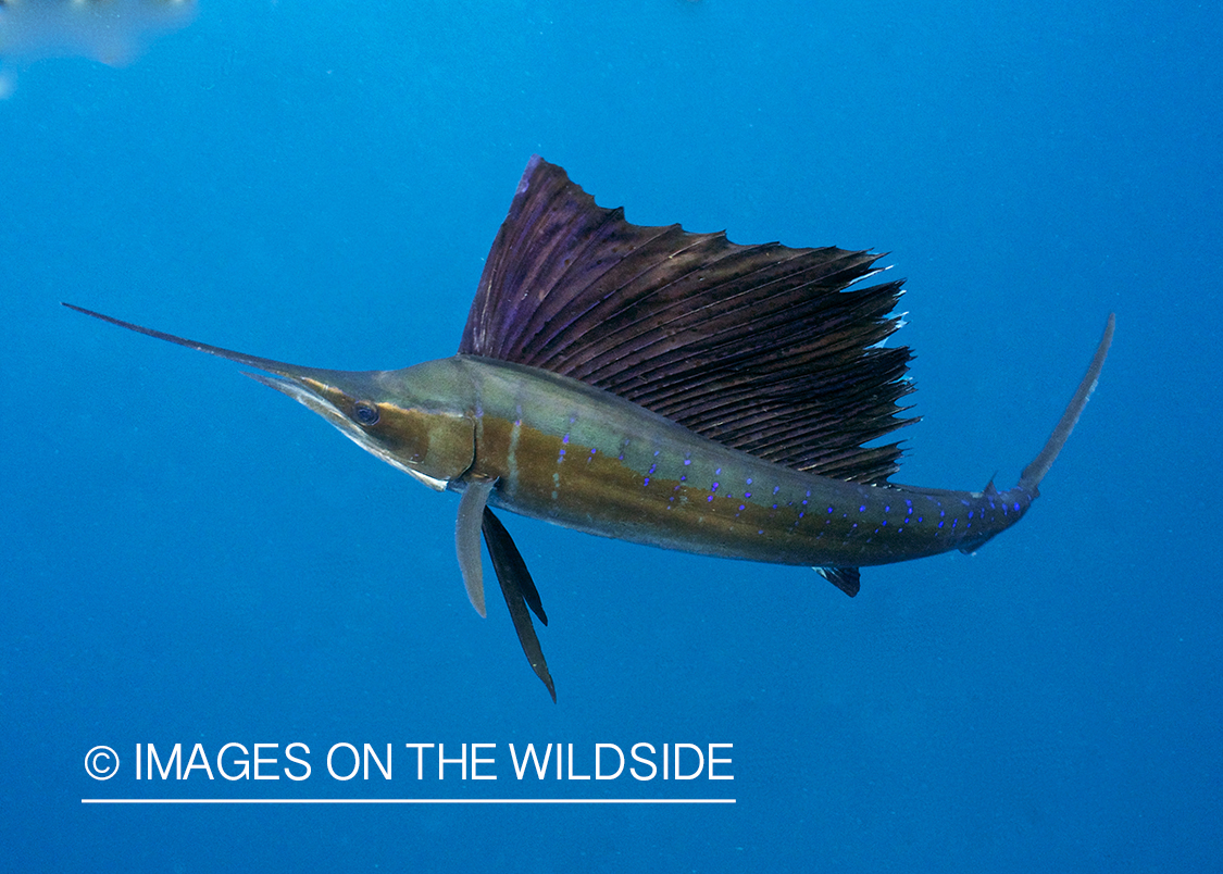 Sailfish hunting bait fish in open ocean.