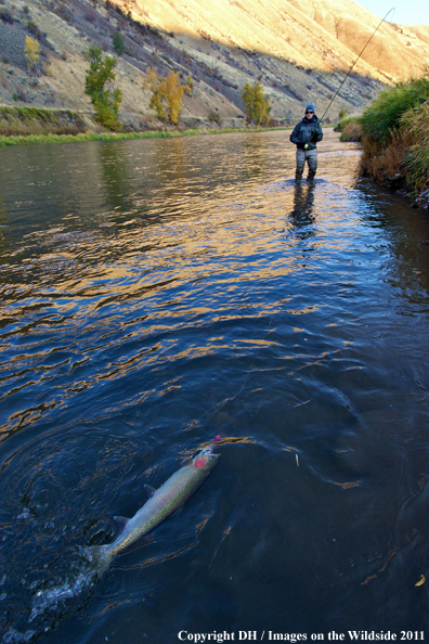 Flyfisherman with Steelhead on spey line. 