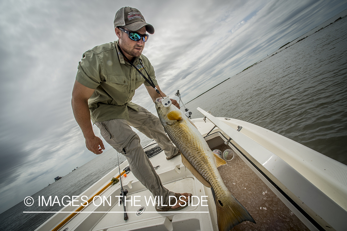 Fisherman putting redfish on ice.