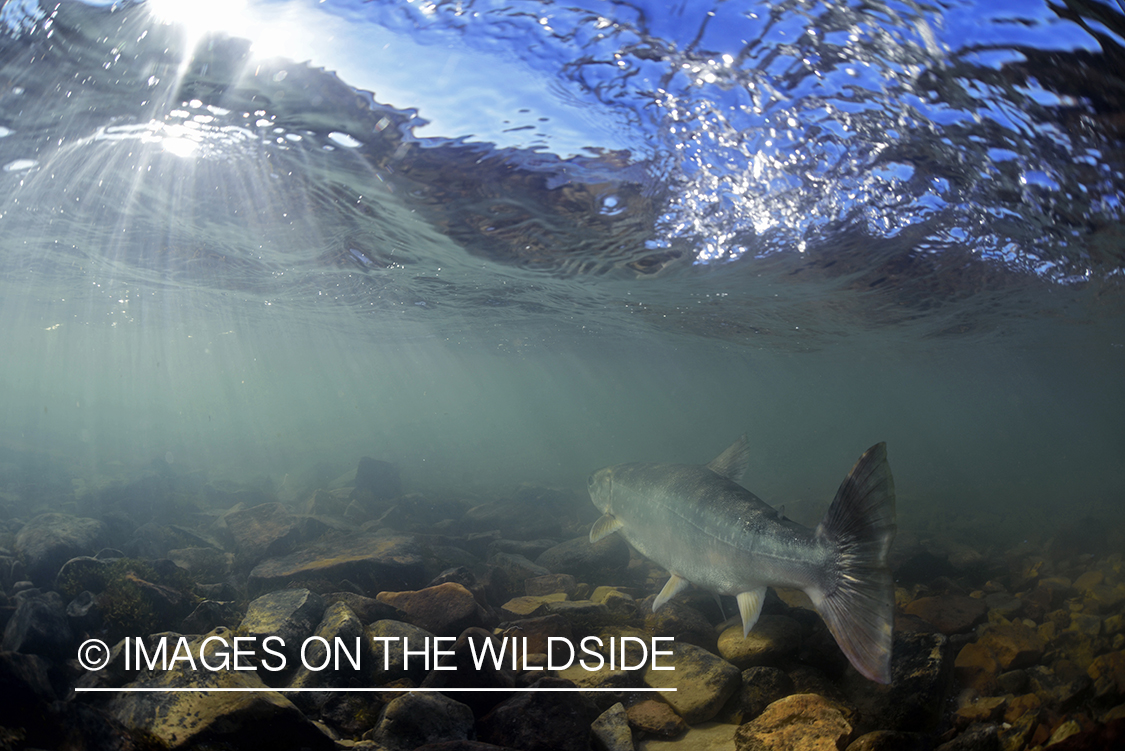 Released Arctic Char underwater.