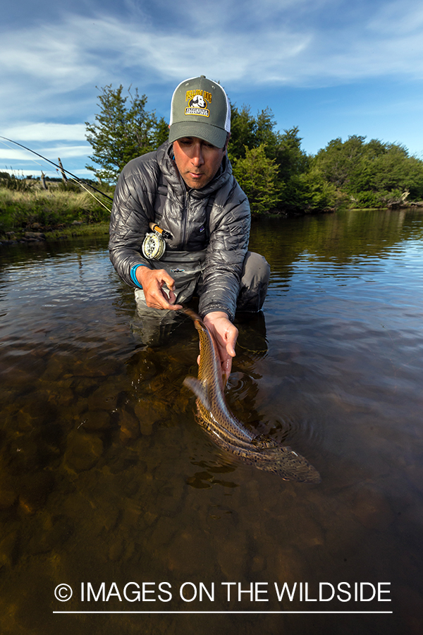 Flyfisherman releasing trout.