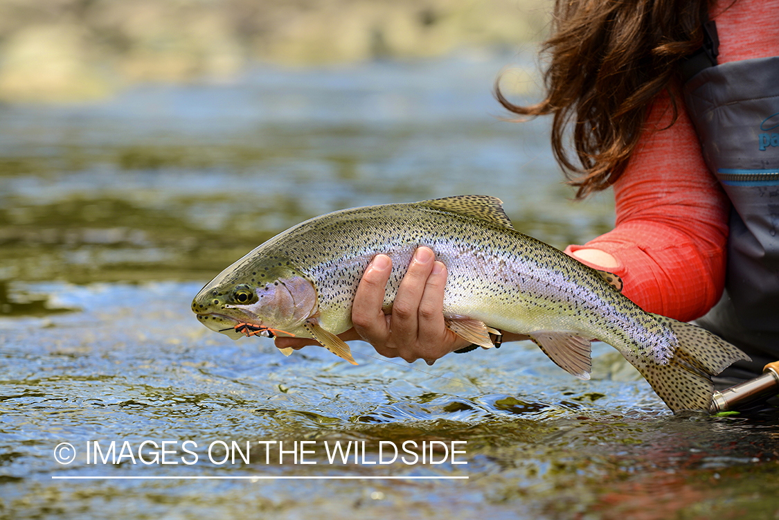 Flyfishing woman holding rainbow.