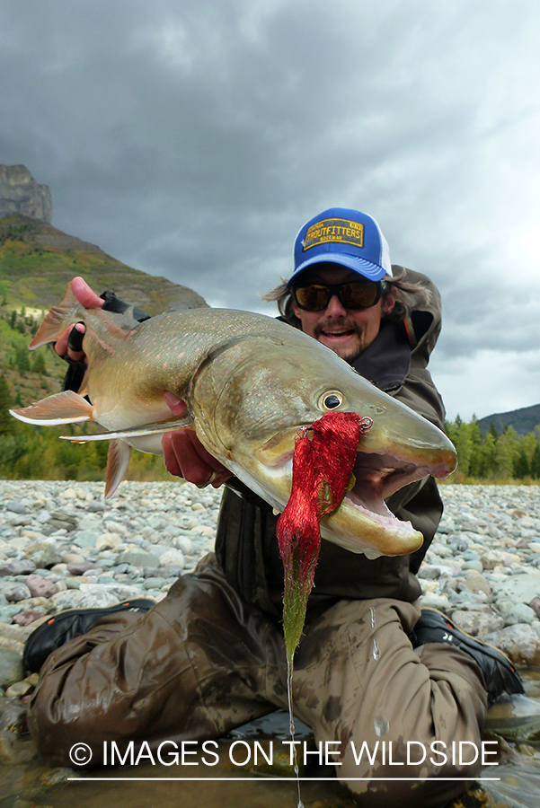 Flyfisherman with bull trout.