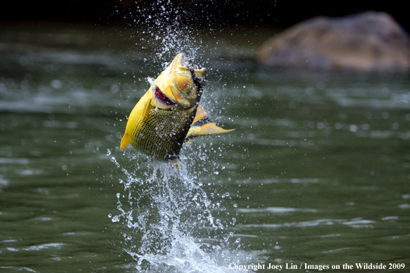 Leaping Golden Dorado