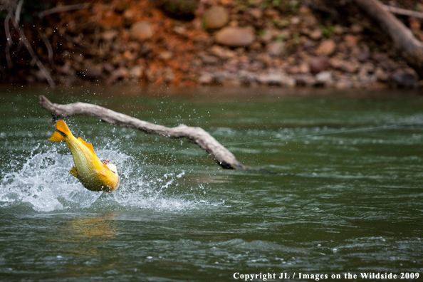 Golden Dorado fighting