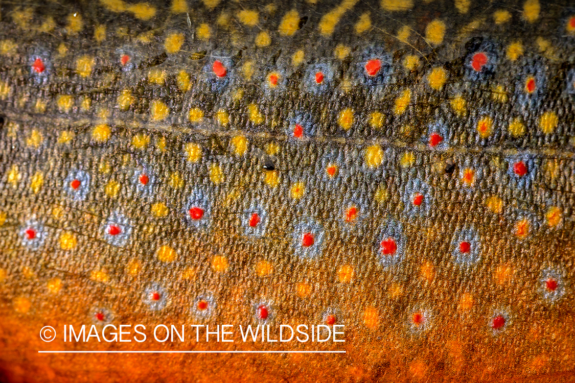 Close-up of brook trout.