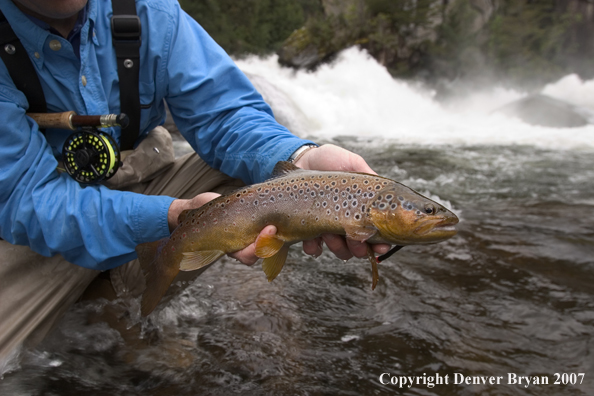 Flyfisherman holding Laguna brown trout.