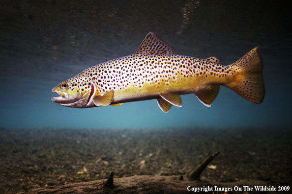 Brown Trout