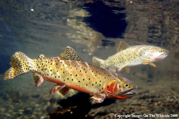 Greenback Cutthroat Trout