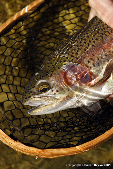 Rainbow trout in habitat