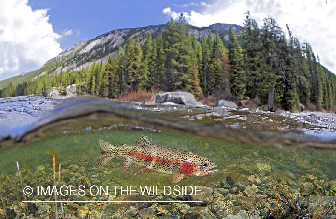 Rainbow Trout in the water.