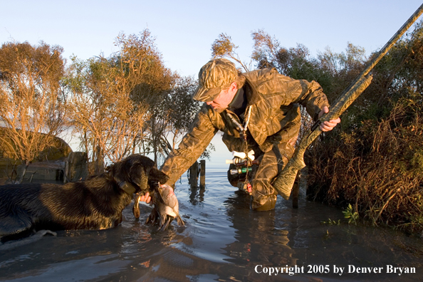 Duck hunter taking retrieved duck from Labrador Retriever in marsh.