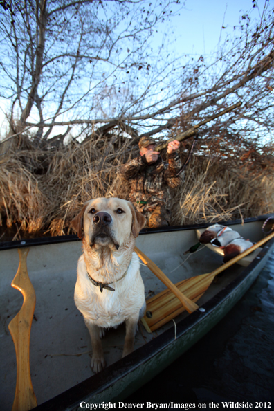 Duck hunter with yellow labrador retriever in canoe. 