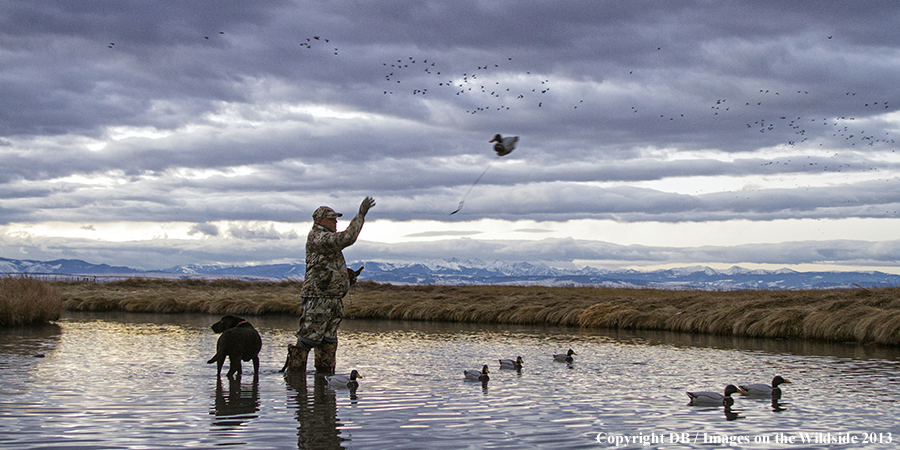 Waterfowl hunter setting decoys with black labrador retriever.