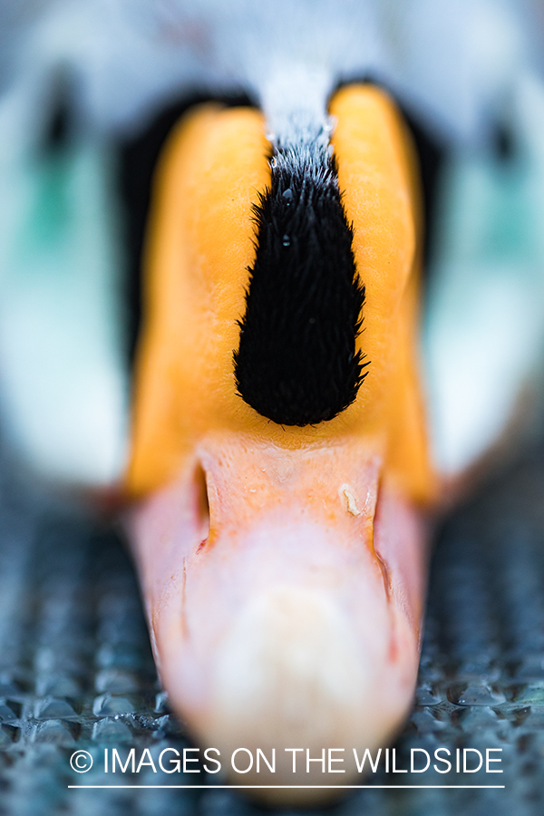 King Eider and Long-tailed duck hunting in Alaska, King Eider duck bill.