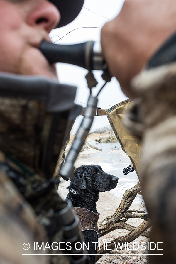 Black Labrador Retriever sitting next to hunter.