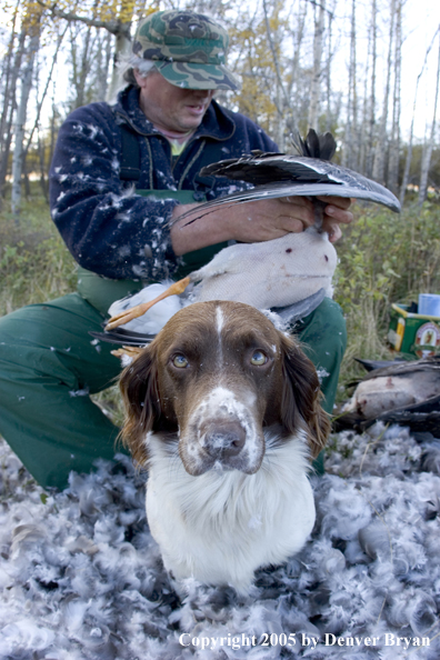 Goose hunter cleaning goose with springer spaniel in foreground.