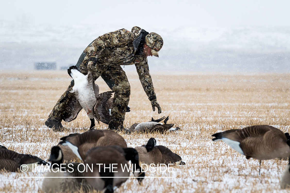 Hunter with bagged Canada geese.